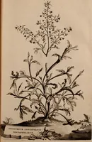 An illustration from Naauwkeurige beschryving der aardgewassen, waar in de veelerley aart en bijzondere eigenschappen der boomen, heesters, kruyden, bloemen, met haare vrugten, zaden, wortelen en bollen, neevens derzelver waare voort-teeling, gelukkige aanwinning, en heylzaame genees-krachten ... beschreeven worden; (1696)