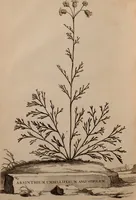 An illustration from Naauwkeurige beschryving der aardgewassen, waar in de veelerley aart en bijzondere eigenschappen der boomen, heesters, kruyden, bloemen, met haare vrugten, zaden, wortelen en bollen, neevens derzelver waare voort-teeling, gelukkige aanwinning, en heylzaame genees-krachten ... beschreeven worden; (1696)