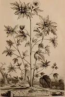 An illustration from Naauwkeurige beschryving der aardgewassen, waar in de veelerley aart en bijzondere eigenschappen der boomen, heesters, kruyden, bloemen, met haare vrugten, zaden, wortelen en bollen, neevens derzelver waare voort-teeling, gelukkige aanwinning, en heylzaame genees-krachten ... beschreeven worden; (1696)