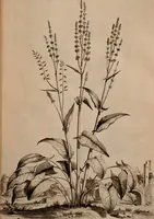 An illustration from Naauwkeurige beschryving der aardgewassen, waar in de veelerley aart en bijzondere eigenschappen der boomen, heesters, kruyden, bloemen, met haare vrugten, zaden, wortelen en bollen, neevens derzelver waare voort-teeling, gelukkige aanwinning, en heylzaame genees-krachten ... beschreeven worden; (1696)