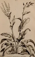 An illustration from Naauwkeurige beschryving der aardgewassen, waar in de veelerley aart en bijzondere eigenschappen der boomen, heesters, kruyden, bloemen, met haare vrugten, zaden, wortelen en bollen, neevens derzelver waare voort-teeling, gelukkige aanwinning, en heylzaame genees-krachten ... beschreeven worden; (1696)