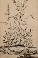 An illustration from Naauwkeurige beschryving der aardgewassen, waar in de veelerley aart en bijzondere eigenschappen der boomen, heesters, kruyden, bloemen, met haare vrugten, zaden, wortelen en bollen, neevens derzelver waare voort-teeling, gelukkige aanwinning, en heylzaame genees-krachten ... beschreeven worden; (1696)