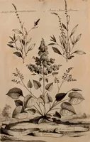An illustration from Naauwkeurige beschryving der aardgewassen, waar in de veelerley aart en bijzondere eigenschappen der boomen, heesters, kruyden, bloemen, met haare vrugten, zaden, wortelen en bollen, neevens derzelver waare voort-teeling, gelukkige aanwinning, en heylzaame genees-krachten ... beschreeven worden; (1696)
