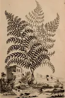 An illustration from Naauwkeurige beschryving der aardgewassen, waar in de veelerley aart en bijzondere eigenschappen der boomen, heesters, kruyden, bloemen, met haare vrugten, zaden, wortelen en bollen, neevens derzelver waare voort-teeling, gelukkige aanwinning, en heylzaame genees-krachten ... beschreeven worden; (1696)