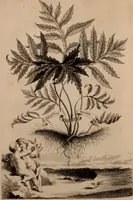 An illustration from Naauwkeurige beschryving der aardgewassen, waar in de veelerley aart en bijzondere eigenschappen der boomen, heesters, kruyden, bloemen, met haare vrugten, zaden, wortelen en bollen, neevens derzelver waare voort-teeling, gelukkige aanwinning, en heylzaame genees-krachten ... beschreeven worden; (1696)