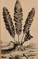 An illustration from Naauwkeurige beschryving der aardgewassen, waar in de veelerley aart en bijzondere eigenschappen der boomen, heesters, kruyden, bloemen, met haare vrugten, zaden, wortelen en bollen, neevens derzelver waare voort-teeling, gelukkige aanwinning, en heylzaame genees-krachten ... beschreeven worden; (1696)