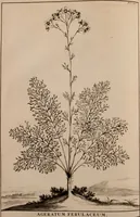 Picture 100 of 195 from Naauwkeurige beschryving der aardgewassen, waar in de veelerley aart en bijzondere eigenschappen der boomen, heesters, kruyden, bloemen, met haare vrugten, zaden, wortelen en bollen, neevens derzelver waare voort-teeling, gelukkige aanwinning, en heylzaame genees-krachten ... beschreeven worden; (1696), leaf 363