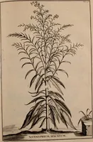 Picture 101 of 195 from Naauwkeurige beschryving der aardgewassen, waar in de veelerley aart en bijzondere eigenschappen der boomen, heesters, kruyden, bloemen, met haare vrugten, zaden, wortelen en bollen, neevens derzelver waare voort-teeling, gelukkige aanwinning, en heylzaame genees-krachten ... beschreeven worden; (1696), leaf 366