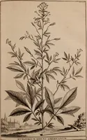 An illustration from Naauwkeurige beschryving der aardgewassen, waar in de veelerley aart en bijzondere eigenschappen der boomen, heesters, kruyden, bloemen, met haare vrugten, zaden, wortelen en bollen, neevens derzelver waare voort-teeling, gelukkige aanwinning, en heylzaame genees-krachten ... beschreeven worden; (1696)
