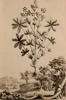 An illustration from Naauwkeurige beschryving der aardgewassen, waar in de veelerley aart en bijzondere eigenschappen der boomen, heesters, kruyden, bloemen, met haare vrugten, zaden, wortelen en bollen, neevens derzelver waare voort-teeling, gelukkige aanwinning, en heylzaame genees-krachten ... beschreeven worden; (1696)