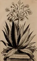 An illustration from Naauwkeurige beschryving der aardgewassen, waar in de veelerley aart en bijzondere eigenschappen der boomen, heesters, kruyden, bloemen, met haare vrugten, zaden, wortelen en bollen, neevens derzelver waare voort-teeling, gelukkige aanwinning, en heylzaame genees-krachten ... beschreeven worden; (1696)