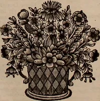 An illustration from Naauwkeurige beschryving der aardgewassen, waar in de veelerley aart en bijzondere eigenschappen der boomen, heesters, kruyden, bloemen, met haare vrugten, zaden, wortelen en bollen, neevens derzelver waare voort-teeling, gelukkige aanwinning, en heylzaame genees-krachten ... beschreeven worden; (1696)