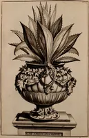 An illustration from Naauwkeurige beschryving der aardgewassen, waar in de veelerley aart en bijzondere eigenschappen der boomen, heesters, kruyden, bloemen, met haare vrugten, zaden, wortelen en bollen, neevens derzelver waare voort-teeling, gelukkige aanwinning, en heylzaame genees-krachten ... beschreeven worden; (1696)