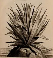 An illustration from Naauwkeurige beschryving der aardgewassen, waar in de veelerley aart en bijzondere eigenschappen der boomen, heesters, kruyden, bloemen, met haare vrugten, zaden, wortelen en bollen, neevens derzelver waare voort-teeling, gelukkige aanwinning, en heylzaame genees-krachten ... beschreeven worden; (1696)