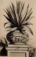 An illustration from Naauwkeurige beschryving der aardgewassen, waar in de veelerley aart en bijzondere eigenschappen der boomen, heesters, kruyden, bloemen, met haare vrugten, zaden, wortelen en bollen, neevens derzelver waare voort-teeling, gelukkige aanwinning, en heylzaame genees-krachten ... beschreeven worden; (1696)
