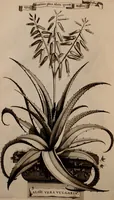 An illustration from Naauwkeurige beschryving der aardgewassen, waar in de veelerley aart en bijzondere eigenschappen der boomen, heesters, kruyden, bloemen, met haare vrugten, zaden, wortelen en bollen, neevens derzelver waare voort-teeling, gelukkige aanwinning, en heylzaame genees-krachten ... beschreeven worden; (1696)