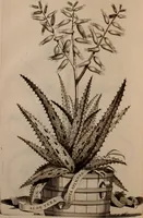 An illustration from Naauwkeurige beschryving der aardgewassen, waar in de veelerley aart en bijzondere eigenschappen der boomen, heesters, kruyden, bloemen, met haare vrugten, zaden, wortelen en bollen, neevens derzelver waare voort-teeling, gelukkige aanwinning, en heylzaame genees-krachten ... beschreeven worden; (1696)