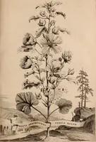 An illustration from Naauwkeurige beschryving der aardgewassen, waar in de veelerley aart en bijzondere eigenschappen der boomen, heesters, kruyden, bloemen, met haare vrugten, zaden, wortelen en bollen, neevens derzelver waare voort-teeling, gelukkige aanwinning, en heylzaame genees-krachten ... beschreeven worden; (1696)