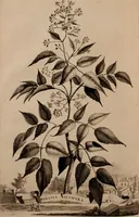 An illustration from Naauwkeurige beschryving der aardgewassen, waar in de veelerley aart en bijzondere eigenschappen der boomen, heesters, kruyden, bloemen, met haare vrugten, zaden, wortelen en bollen, neevens derzelver waare voort-teeling, gelukkige aanwinning, en heylzaame genees-krachten ... beschreeven worden; (1696)