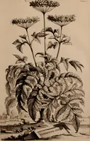 An illustration from Naauwkeurige beschryving der aardgewassen, waar in de veelerley aart en bijzondere eigenschappen der boomen, heesters, kruyden, bloemen, met haare vrugten, zaden, wortelen en bollen, neevens derzelver waare voort-teeling, gelukkige aanwinning, en heylzaame genees-krachten ... beschreeven worden; (1696)