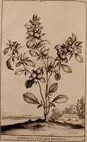 An illustration from Naauwkeurige beschryving der aardgewassen, waar in de veelerley aart en bijzondere eigenschappen der boomen, heesters, kruyden, bloemen, met haare vrugten, zaden, wortelen en bollen, neevens derzelver waare voort-teeling, gelukkige aanwinning, en heylzaame genees-krachten ... beschreeven worden; (1696)