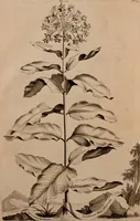 An illustration from Naauwkeurige beschryving der aardgewassen, waar in de veelerley aart en bijzondere eigenschappen der boomen, heesters, kruyden, bloemen, met haare vrugten, zaden, wortelen en bollen, neevens derzelver waare voort-teeling, gelukkige aanwinning, en heylzaame genees-krachten ... beschreeven worden; (1696)
