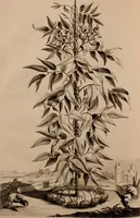 An illustration from Naauwkeurige beschryving der aardgewassen, waar in de veelerley aart en bijzondere eigenschappen der boomen, heesters, kruyden, bloemen, met haare vrugten, zaden, wortelen en bollen, neevens derzelver waare voort-teeling, gelukkige aanwinning, en heylzaame genees-krachten ... beschreeven worden; (1696)