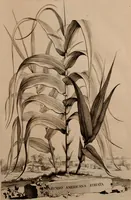 An illustration from Naauwkeurige beschryving der aardgewassen, waar in de veelerley aart en bijzondere eigenschappen der boomen, heesters, kruyden, bloemen, met haare vrugten, zaden, wortelen en bollen, neevens derzelver waare voort-teeling, gelukkige aanwinning, en heylzaame genees-krachten ... beschreeven worden; (1696)