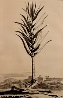 An illustration from Naauwkeurige beschryving der aardgewassen, waar in de veelerley aart en bijzondere eigenschappen der boomen, heesters, kruyden, bloemen, met haare vrugten, zaden, wortelen en bollen, neevens derzelver waare voort-teeling, gelukkige aanwinning, en heylzaame genees-krachten ... beschreeven worden; (1696)