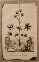 An illustration from Naauwkeurige beschryving der aardgewassen, waar in de veelerley aart en bijzondere eigenschappen der boomen, heesters, kruyden, bloemen, met haare vrugten, zaden, wortelen en bollen, neevens derzelver waare voort-teeling, gelukkige aanwinning, en heylzaame genees-krachten ... beschreeven worden; (1696)