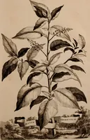 An illustration from Naauwkeurige beschryving der aardgewassen, waar in de veelerley aart en bijzondere eigenschappen der boomen, heesters, kruyden, bloemen, met haare vrugten, zaden, wortelen en bollen, neevens derzelver waare voort-teeling, gelukkige aanwinning, en heylzaame genees-krachten ... beschreeven worden; (1696)