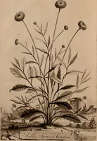 An illustration from Naauwkeurige beschryving der aardgewassen, waar in de veelerley aart en bijzondere eigenschappen der boomen, heesters, kruyden, bloemen, met haare vrugten, zaden, wortelen en bollen, neevens derzelver waare voort-teeling, gelukkige aanwinning, en heylzaame genees-krachten ... beschreeven worden; (1696)