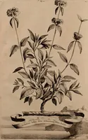 An illustration from Naauwkeurige beschryving der aardgewassen, waar in de veelerley aart en bijzondere eigenschappen der boomen, heesters, kruyden, bloemen, met haare vrugten, zaden, wortelen en bollen, neevens derzelver waare voort-teeling, gelukkige aanwinning, en heylzaame genees-krachten ... beschreeven worden; (1696)