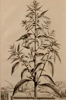 An illustration from Naauwkeurige beschryving der aardgewassen, waar in de veelerley aart en bijzondere eigenschappen der boomen, heesters, kruyden, bloemen, met haare vrugten, zaden, wortelen en bollen, neevens derzelver waare voort-teeling, gelukkige aanwinning, en heylzaame genees-krachten ... beschreeven worden; (1696)