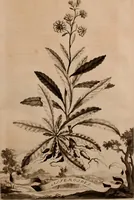 An illustration from Naauwkeurige beschryving der aardgewassen, waar in de veelerley aart en bijzondere eigenschappen der boomen, heesters, kruyden, bloemen, met haare vrugten, zaden, wortelen en bollen, neevens derzelver waare voort-teeling, gelukkige aanwinning, en heylzaame genees-krachten ... beschreeven worden; (1696)