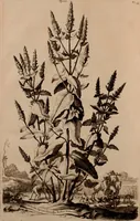 An illustration from Naauwkeurige beschryving der aardgewassen, waar in de veelerley aart en bijzondere eigenschappen der boomen, heesters, kruyden, bloemen, met haare vrugten, zaden, wortelen en bollen, neevens derzelver waare voort-teeling, gelukkige aanwinning, en heylzaame genees-krachten ... beschreeven worden; (1696)