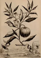 An illustration from Naauwkeurige beschryving der aardgewassen, waar in de veelerley aart en bijzondere eigenschappen der boomen, heesters, kruyden, bloemen, met haare vrugten, zaden, wortelen en bollen, neevens derzelver waare voort-teeling, gelukkige aanwinning, en heylzaame genees-krachten ... beschreeven worden; (1696)