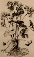 An illustration from Naauwkeurige beschryving der aardgewassen, waar in de veelerley aart en bijzondere eigenschappen der boomen, heesters, kruyden, bloemen, met haare vrugten, zaden, wortelen en bollen, neevens derzelver waare voort-teeling, gelukkige aanwinning, en heylzaame genees-krachten ... beschreeven worden; (1696)