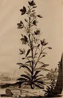 An illustration from Naauwkeurige beschryving der aardgewassen, waar in de veelerley aart en bijzondere eigenschappen der boomen, heesters, kruyden, bloemen, met haare vrugten, zaden, wortelen en bollen, neevens derzelver waare voort-teeling, gelukkige aanwinning, en heylzaame genees-krachten ... beschreeven worden; (1696)