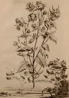 An illustration from Naauwkeurige beschryving der aardgewassen, waar in de veelerley aart en bijzondere eigenschappen der boomen, heesters, kruyden, bloemen, met haare vrugten, zaden, wortelen en bollen, neevens derzelver waare voort-teeling, gelukkige aanwinning, en heylzaame genees-krachten ... beschreeven worden; (1696)