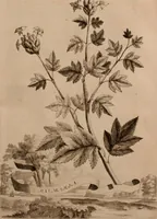 An illustration from Naauwkeurige beschryving der aardgewassen, waar in de veelerley aart en bijzondere eigenschappen der boomen, heesters, kruyden, bloemen, met haare vrugten, zaden, wortelen en bollen, neevens derzelver waare voort-teeling, gelukkige aanwinning, en heylzaame genees-krachten ... beschreeven worden; (1696)