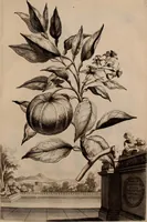 An illustration from Naauwkeurige beschryving der aardgewassen, waar in de veelerley aart en bijzondere eigenschappen der boomen, heesters, kruyden, bloemen, met haare vrugten, zaden, wortelen en bollen, neevens derzelver waare voort-teeling, gelukkige aanwinning, en heylzaame genees-krachten ... beschreeven worden; (1696)