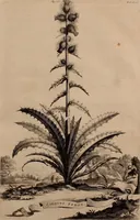 An illustration from Naauwkeurige beschryving der aardgewassen, waar in de veelerley aart en bijzondere eigenschappen der boomen, heesters, kruyden, bloemen, met haare vrugten, zaden, wortelen en bollen, neevens derzelver waare voort-teeling, gelukkige aanwinning, en heylzaame genees-krachten ... beschreeven worden; (1696)