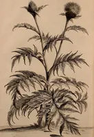 An illustration from Naauwkeurige beschryving der aardgewassen, waar in de veelerley aart en bijzondere eigenschappen der boomen, heesters, kruyden, bloemen, met haare vrugten, zaden, wortelen en bollen, neevens derzelver waare voort-teeling, gelukkige aanwinning, en heylzaame genees-krachten ... beschreeven worden; (1696)