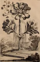 An illustration from Naauwkeurige beschryving der aardgewassen, waar in de veelerley aart en bijzondere eigenschappen der boomen, heesters, kruyden, bloemen, met haare vrugten, zaden, wortelen en bollen, neevens derzelver waare voort-teeling, gelukkige aanwinning, en heylzaame genees-krachten ... beschreeven worden; (1696)