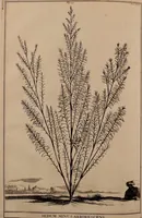 An illustration from Naauwkeurige beschryving der aardgewassen, waar in de veelerley aart en bijzondere eigenschappen der boomen, heesters, kruyden, bloemen, met haare vrugten, zaden, wortelen en bollen, neevens derzelver waare voort-teeling, gelukkige aanwinning, en heylzaame genees-krachten ... beschreeven worden; (1696)