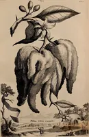 An illustration from Naauwkeurige beschryving der aardgewassen, waar in de veelerley aart en bijzondere eigenschappen der boomen, heesters, kruyden, bloemen, met haare vrugten, zaden, wortelen en bollen, neevens derzelver waare voort-teeling, gelukkige aanwinning, en heylzaame genees-krachten ... beschreeven worden; (1696)