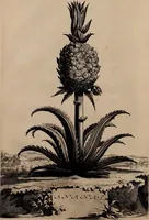 An illustration from Naauwkeurige beschryving der aardgewassen, waar in de veelerley aart en bijzondere eigenschappen der boomen, heesters, kruyden, bloemen, met haare vrugten, zaden, wortelen en bollen, neevens derzelver waare voort-teeling, gelukkige aanwinning, en heylzaame genees-krachten ... beschreeven worden; (1696)