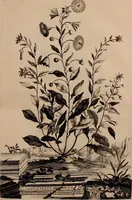 An illustration from Naauwkeurige beschryving der aardgewassen, waar in de veelerley aart en bijzondere eigenschappen der boomen, heesters, kruyden, bloemen, met haare vrugten, zaden, wortelen en bollen, neevens derzelver waare voort-teeling, gelukkige aanwinning, en heylzaame genees-krachten ... beschreeven worden; (1696)