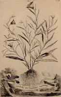 An illustration from Naauwkeurige beschryving der aardgewassen, waar in de veelerley aart en bijzondere eigenschappen der boomen, heesters, kruyden, bloemen, met haare vrugten, zaden, wortelen en bollen, neevens derzelver waare voort-teeling, gelukkige aanwinning, en heylzaame genees-krachten ... beschreeven worden; (1696)